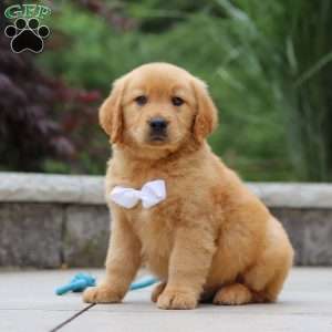 Mateo, Golden Retriever Puppy